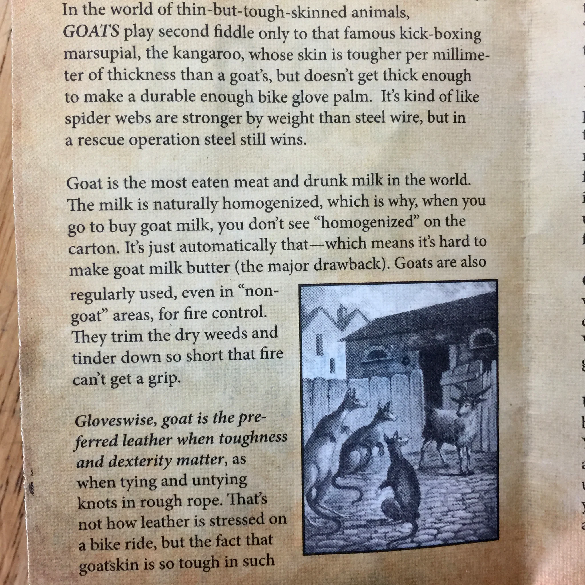 GOAT GLOVES, the G.O.A.T. gloves - Image 5
